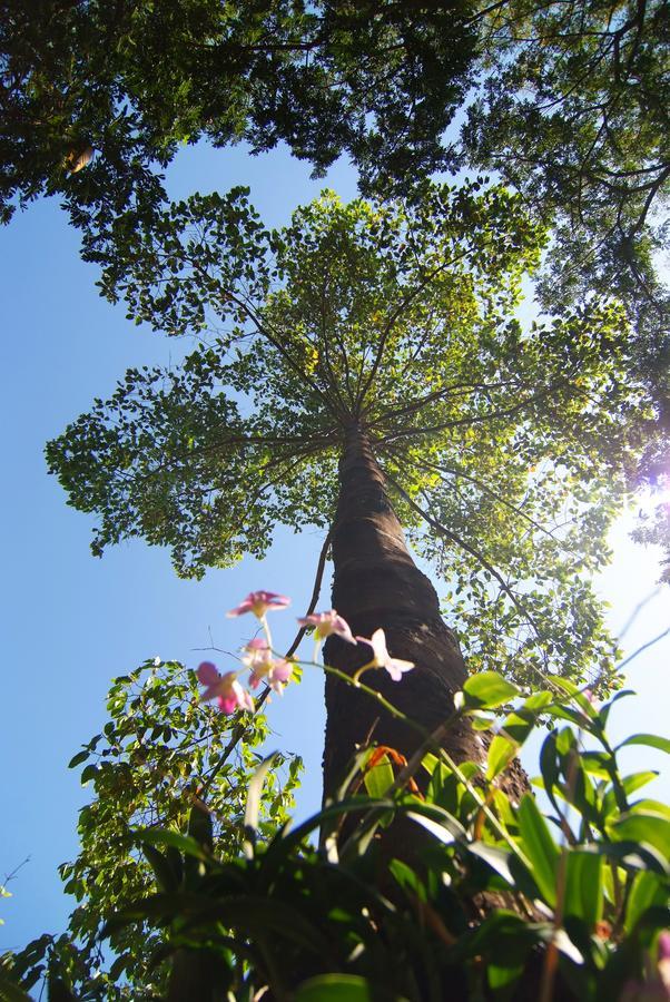Tree House Hotel Sisaket Zewnętrze zdjęcie